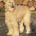 Afghan Hound