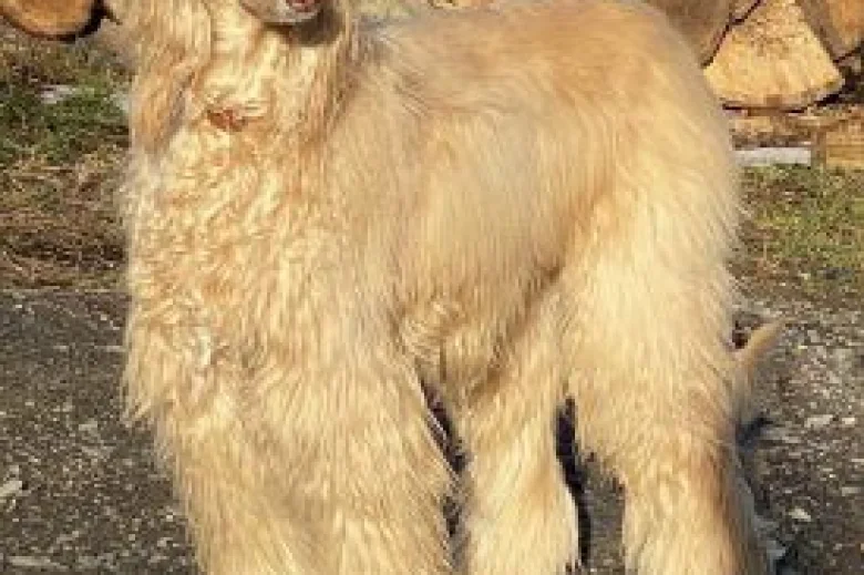 Afghan Hound