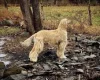 Afghan Hound