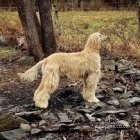 Afghan Hound