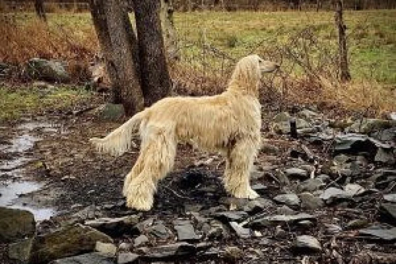 Afghan Hound