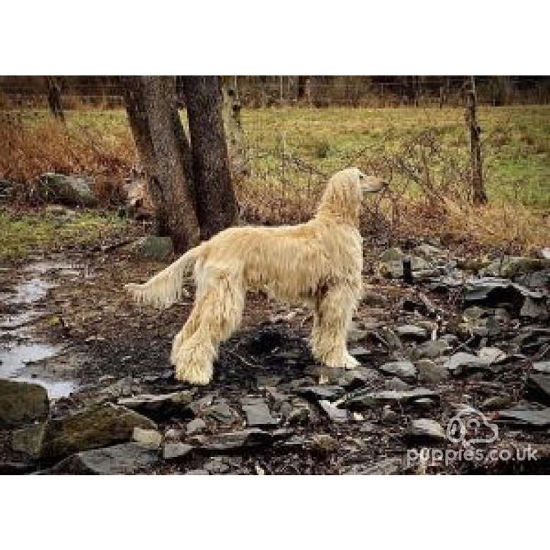 Afghan Hound