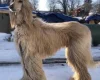 Afghan Hound
