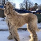 Afghan Hound