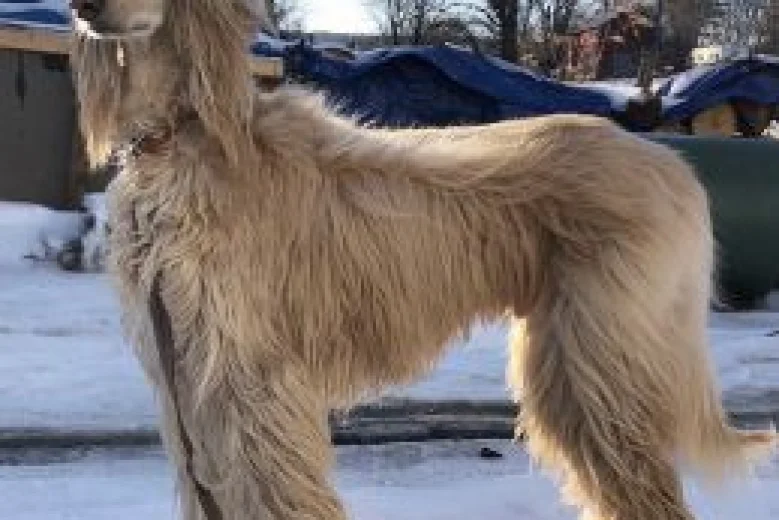 Afghan Hound