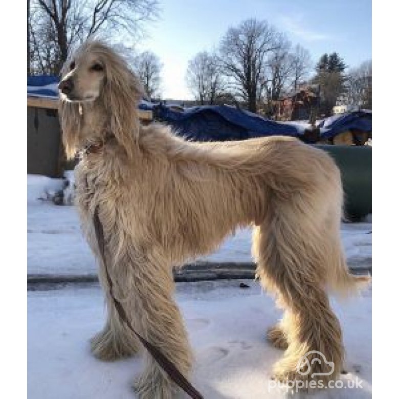 Afghan Hound