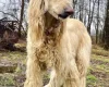 Afghan Hound