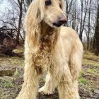 Afghan Hound