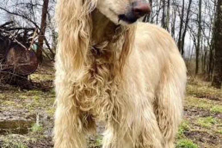 Afghan Hound