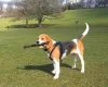Beagle