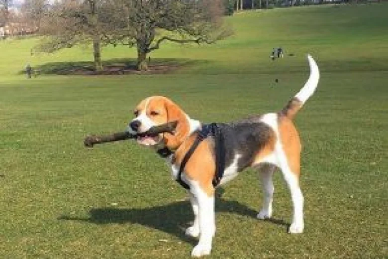 Beagle