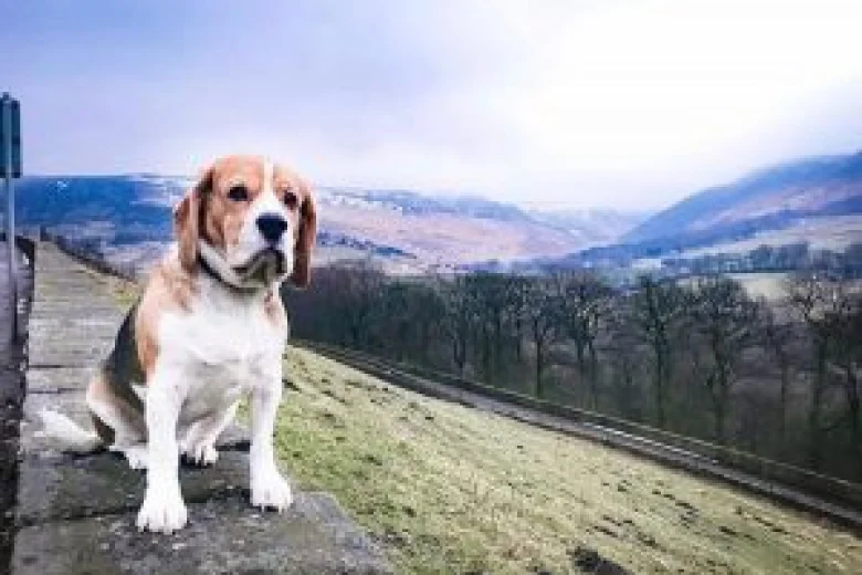 Beagle