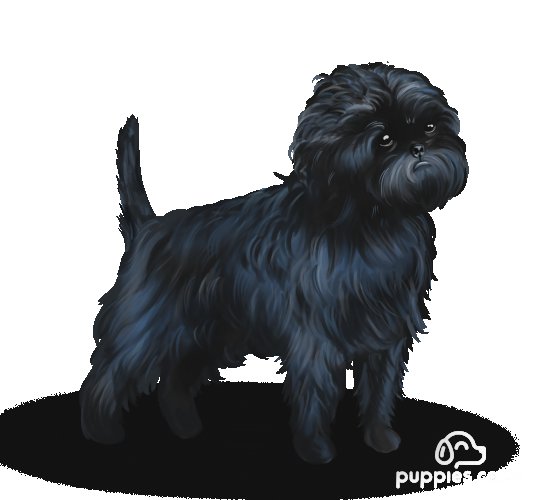 Affenpinscher