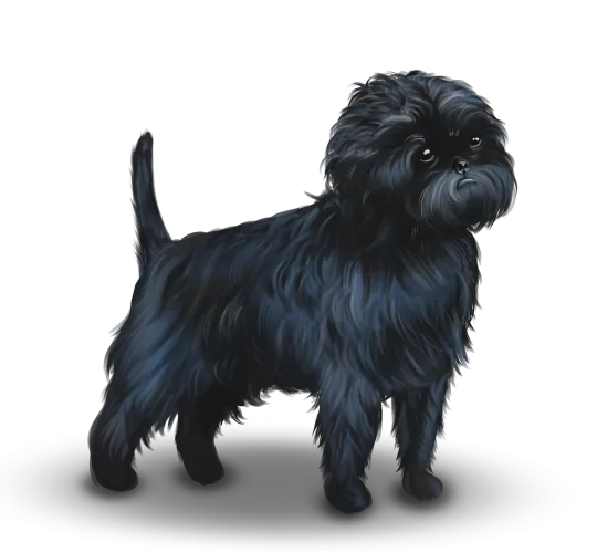 Affenpinscher