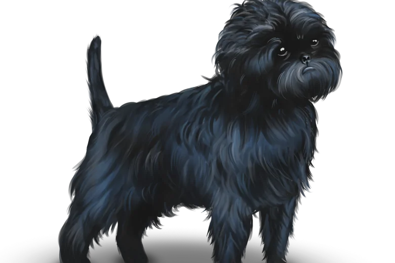 Affenpinscher