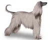 Afghan Hound
