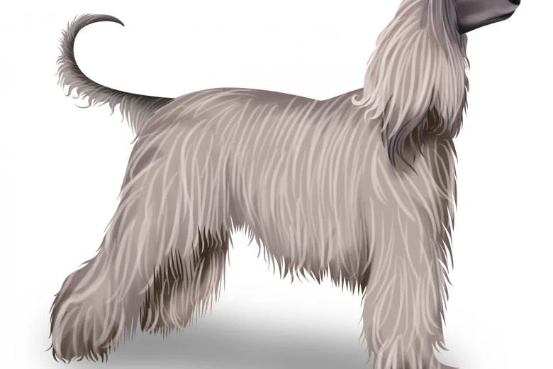 Afghan Hound