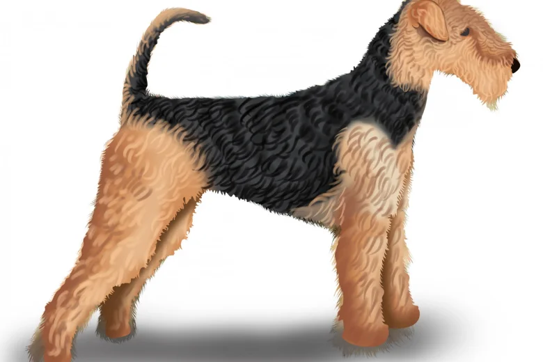 Airedale Terrier