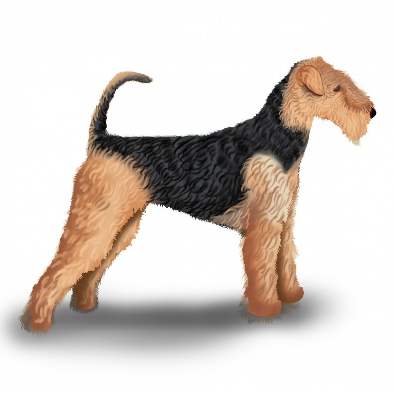 Airedale Terrier