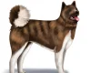 Akita
