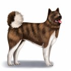 Akita