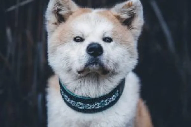Akita