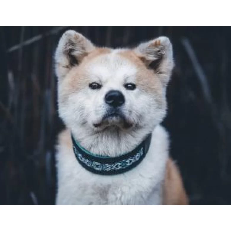 Akita