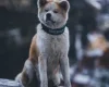 Akita