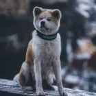 Akita