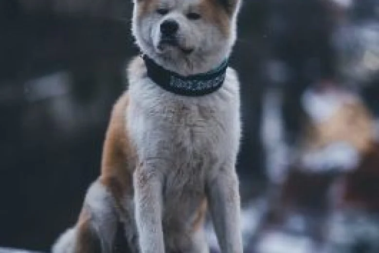 Akita