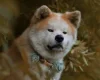 Akita