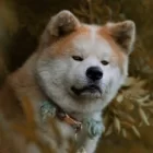 Akita
