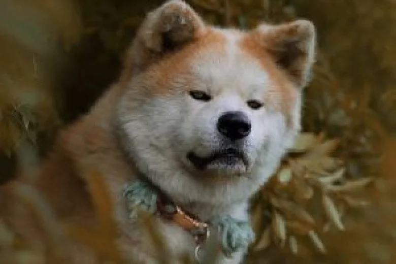 Akita