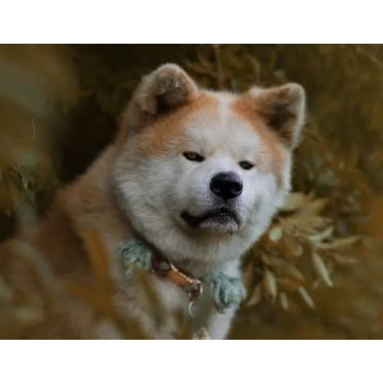 Akita