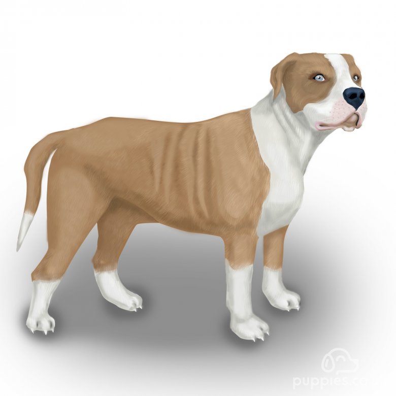 Alapaha Blue Blood Bulldog