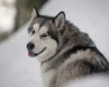 Alaskan Malamute