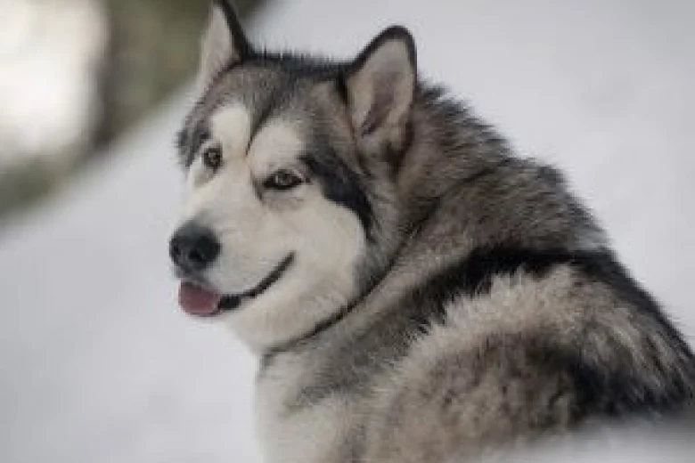 Alaskan Malamute