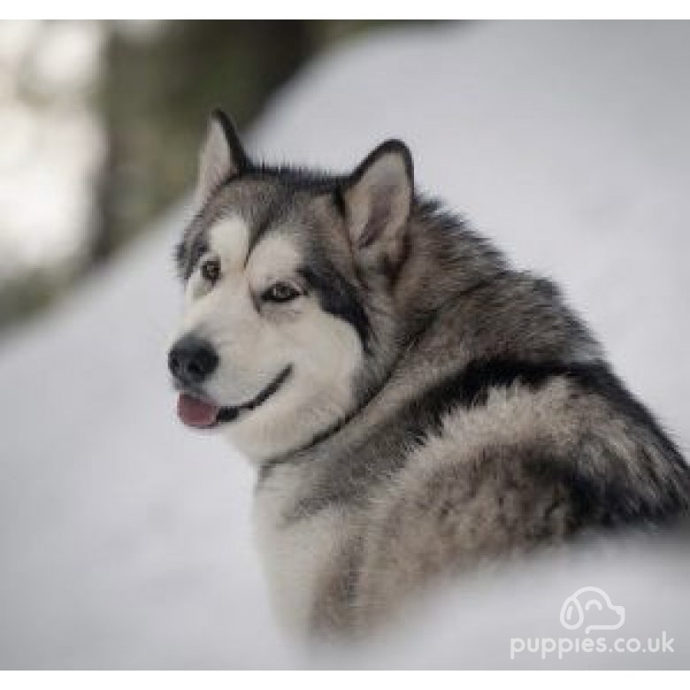 Alaskan Malamute