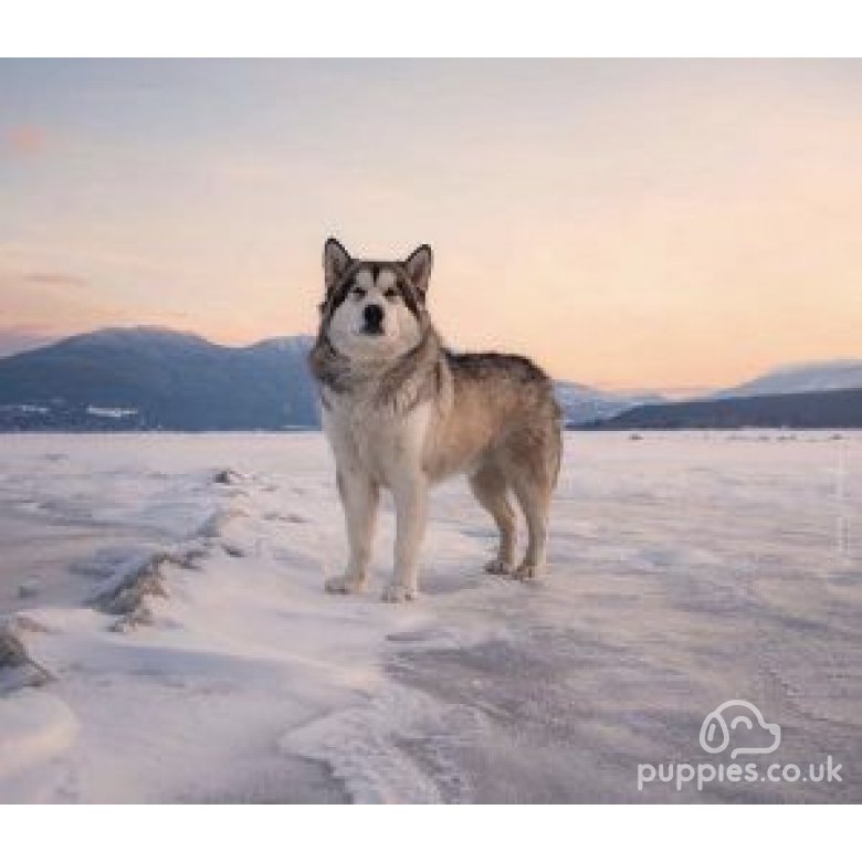 Alaskan Malamute