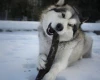 Alaskan Malamute