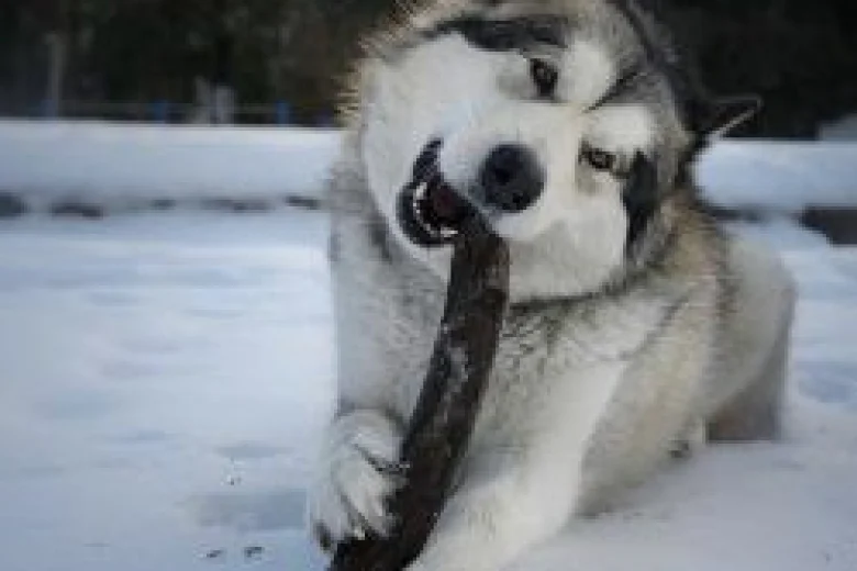Alaskan Malamute