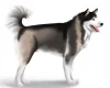 Alaskan Malamute