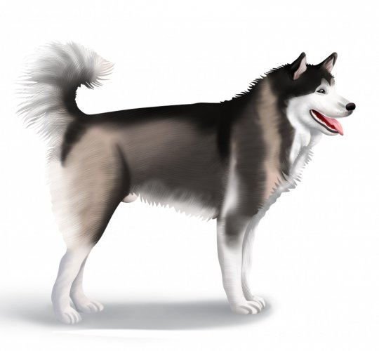 Alaskan Malamute