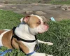 American Bulldog
