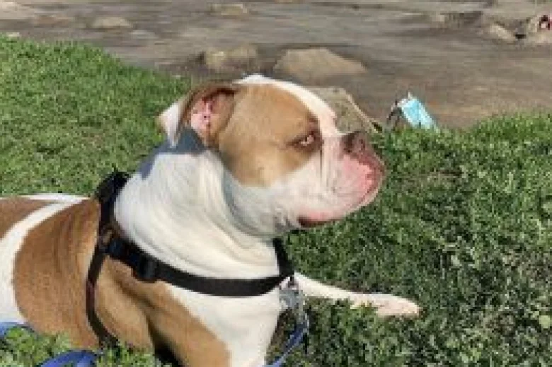 American Bulldog