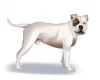American Bulldog