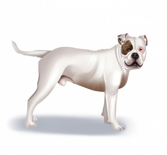 American Bulldog