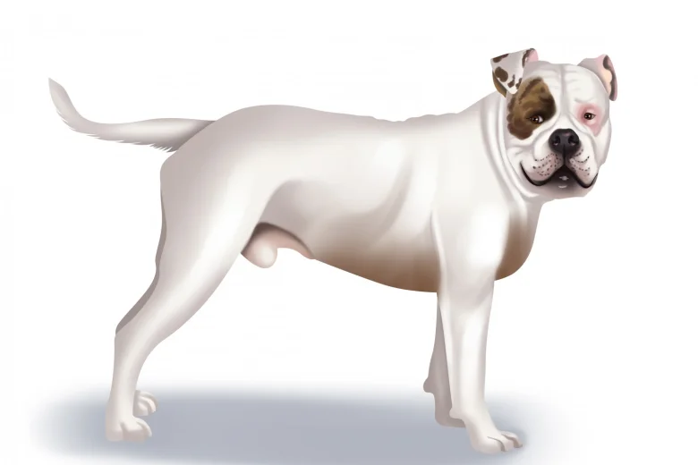 American Bulldog