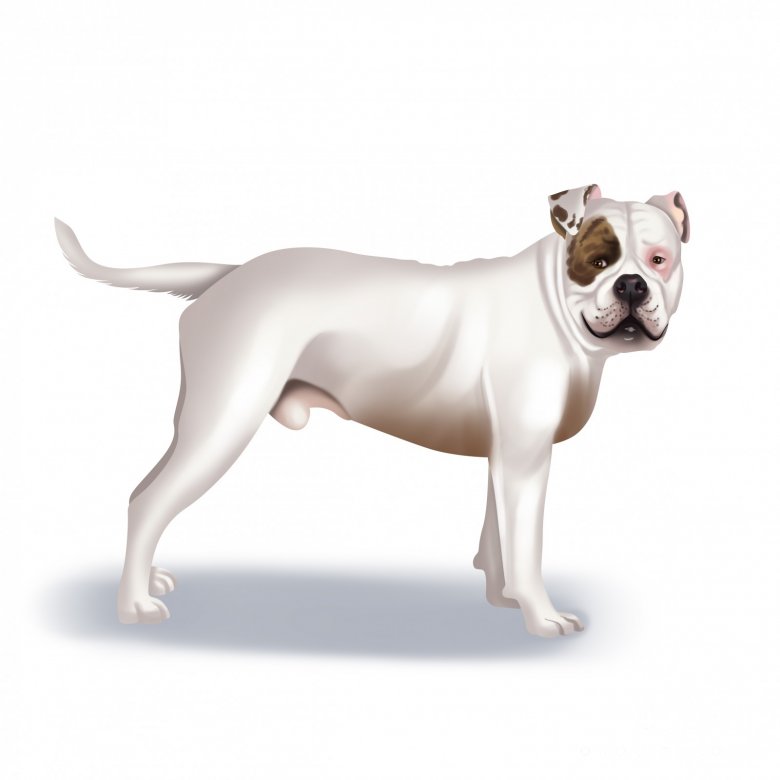 American Bulldog