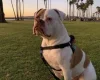 American Bulldog